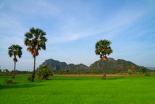 Young Rice Field With Palm Trees Royalty Free Stock Photos Young Rice Field With Palm Trees Royalty Free Stock Photos