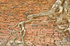 Roots Of A Fig Tree. Stock Image Roots Of A Fig Tree. Stock Image