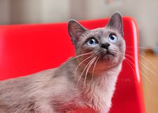 Curious Siamese On Red Chair Looking Up Stock Image Curious Siamese On Red Chair Looking Up Stock Image