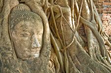 Head Of Buddha Statue In Tree, Ayutthaya Royalty Free Stock Photo Head Of Buddha Statue In Tree, Ayutthaya Royalty Free Stock Photo