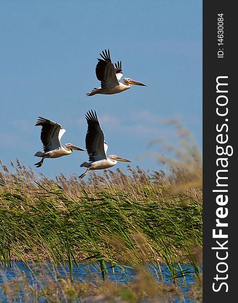 Pelicans (pelecanus onocrotalus) flying over the lake