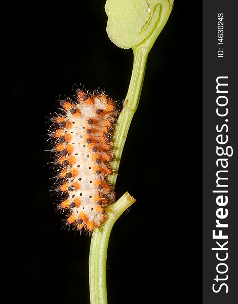 Butterfly Southern Festoon caterpillar / Zerynthia polyxena