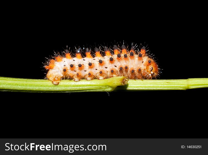 Butterfly Southern Festoon caterpillar / Zerynthia polyxena