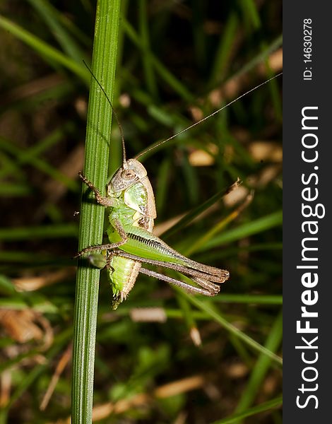 A green grasshopper on the grass - close-up
