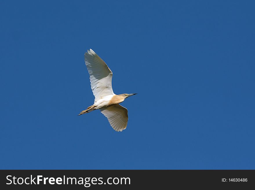 Squacco Heron / Ardeola Ralloides