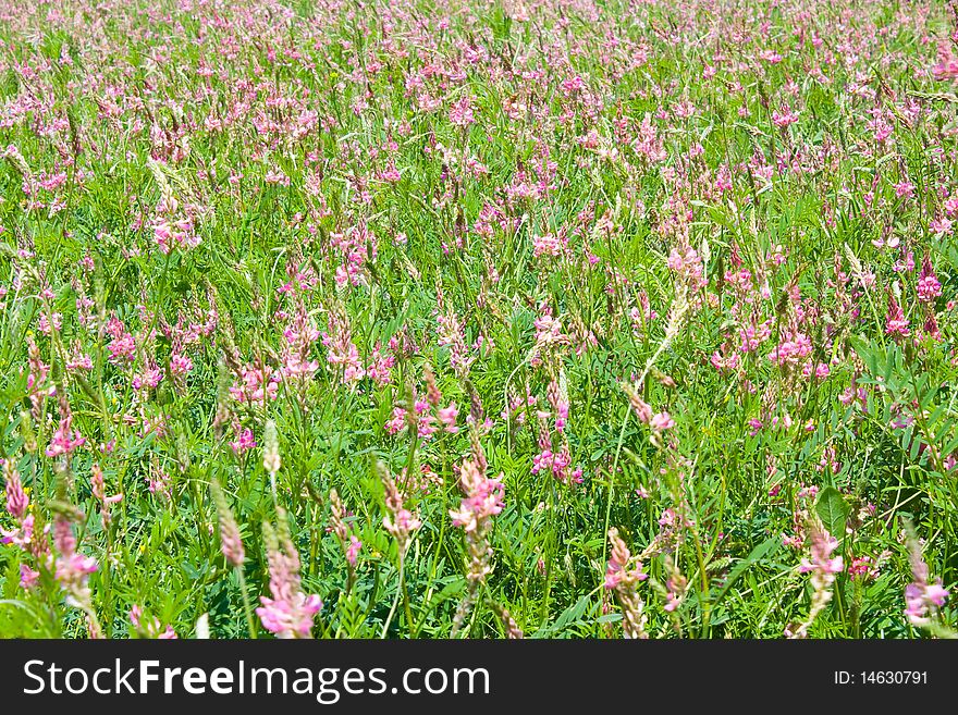 Field with pink flowers and grass. Field with pink flowers and grass