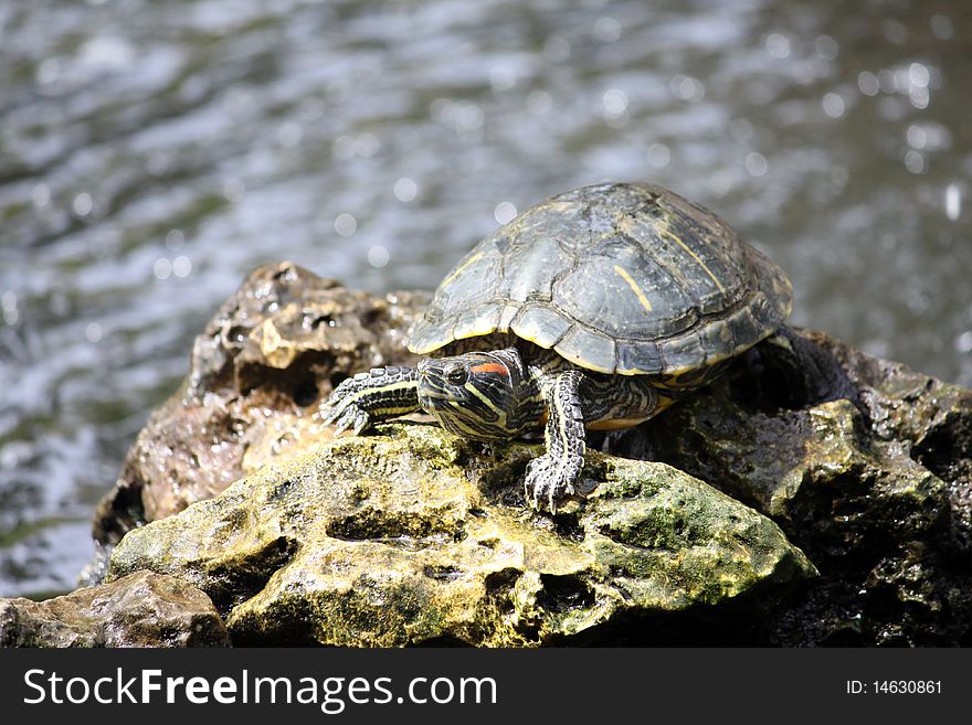 A young tortoise perched on a rock. A young tortoise perched on a rock