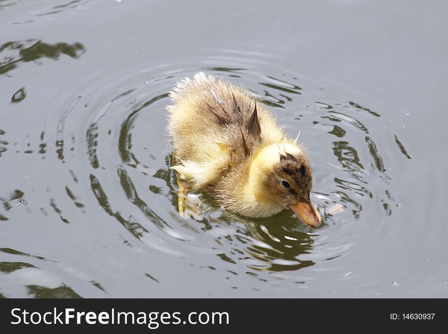 Lost wet duckling wading along in a pond