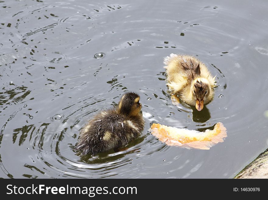 Two wet ducklings