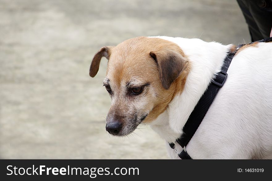 A mongrel dog on a leash isolated