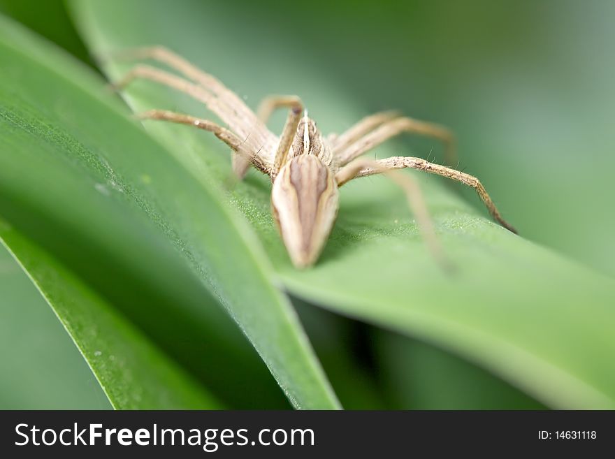 Spider hiding behind a leaf