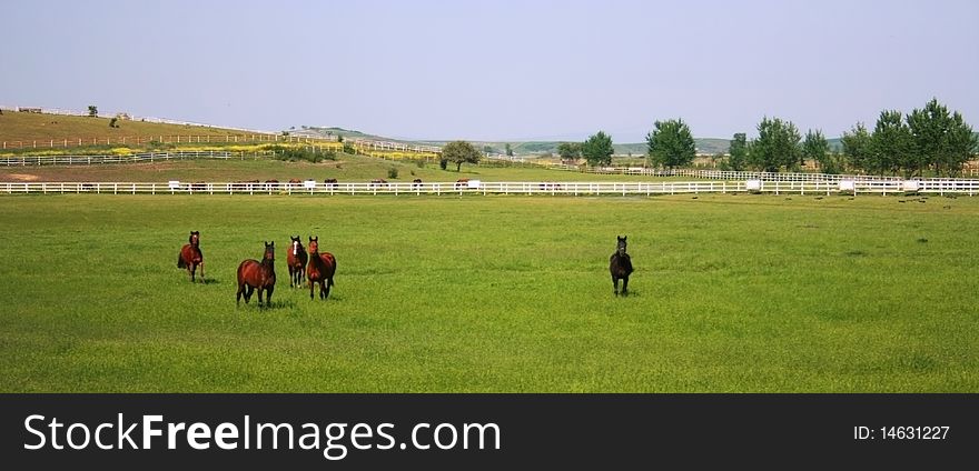 A big stud farm in Karacabey,Bursa,Turkey