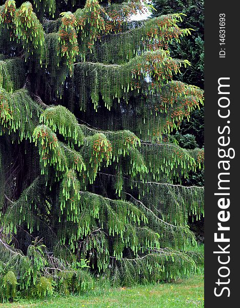 Weeping spruce