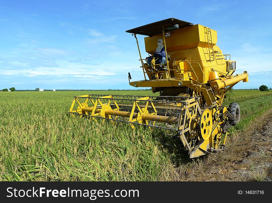 Paddy during harvest season in malaysia. Paddy during harvest season in malaysia.