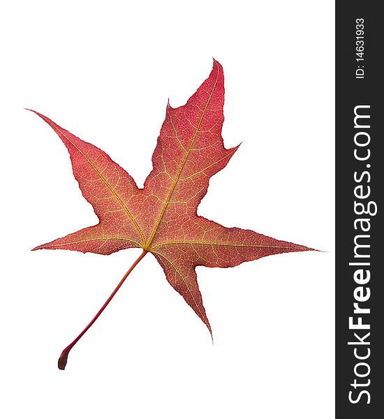 Maple leaf on white background