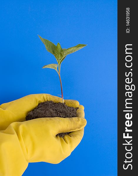 Young sprout in hand of the person on a dark blue background