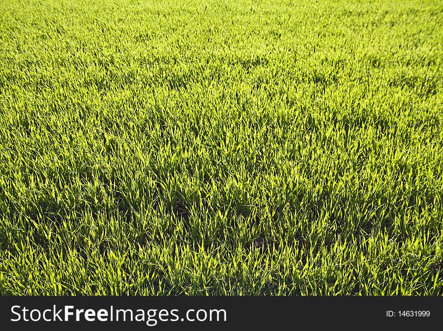 Fresh spring green grass, background for design. Fresh spring green grass, background for design