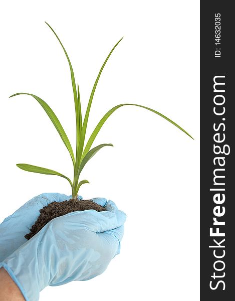 Young sprout in hand of the person on a white background