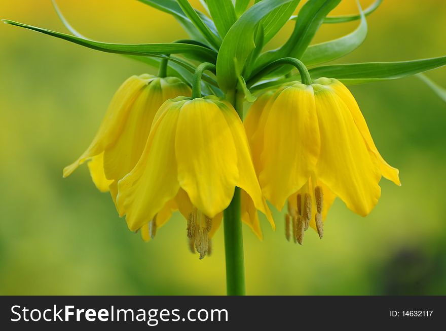 Arrangement botanical bouquet copyspace flora flower flowers yellow spring tulipa tulips yellow,lovely,Nice