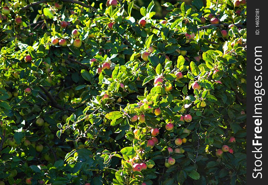 Autumn apples on a tree