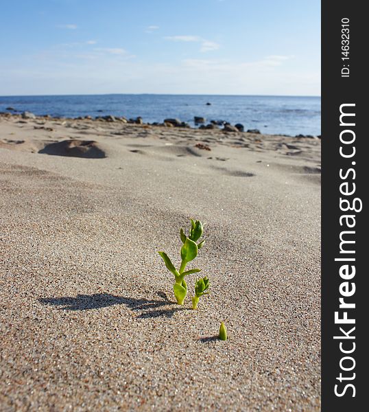The plant on the beach.