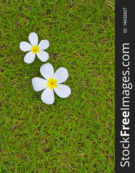 Thai Flower On Grass Background