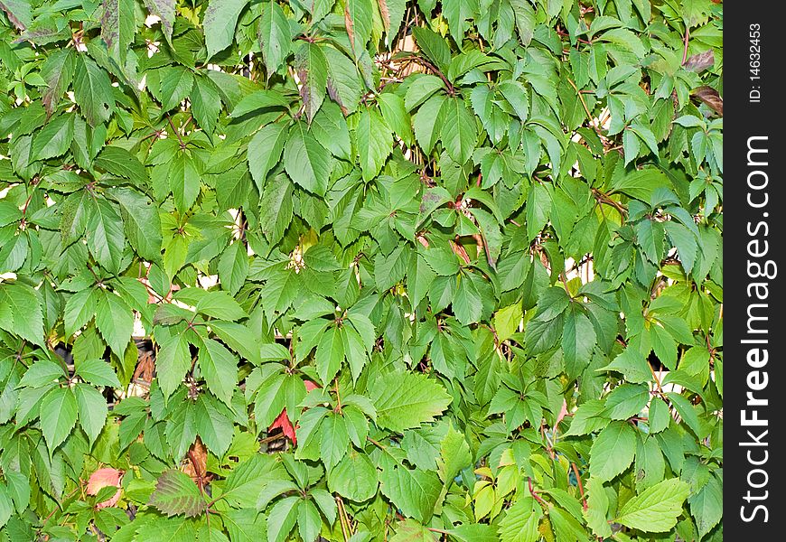 Leaves of a wild vine plant in the garden. Leaves of a wild vine plant in the garden