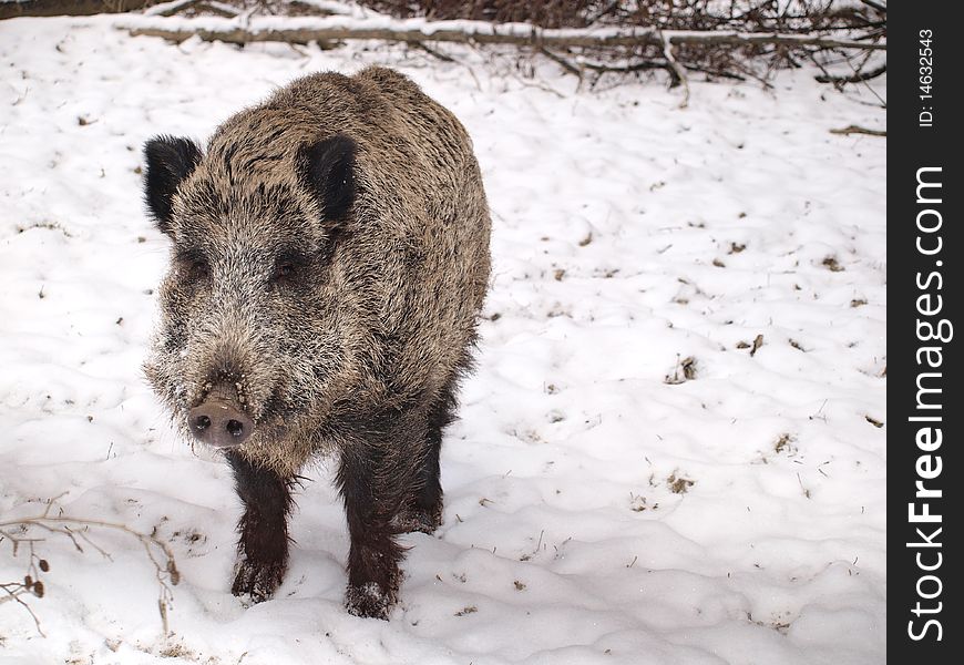 Wild boar in the winter