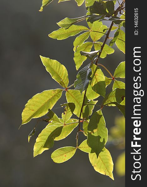 Leaves Back Lit On Tree