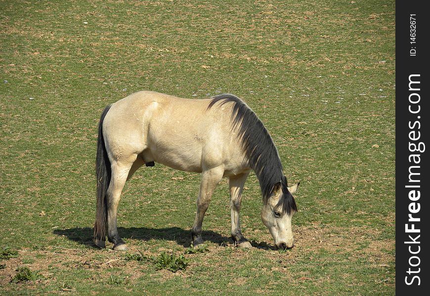 Image of a  tan/light brown horse eating grass in the field.  Can be used for farming, horse racing type advertising  or for mousepads powerpoint image, prints, etc. Image of a  tan/light brown horse eating grass in the field.  Can be used for farming, horse racing type advertising  or for mousepads powerpoint image, prints, etc.