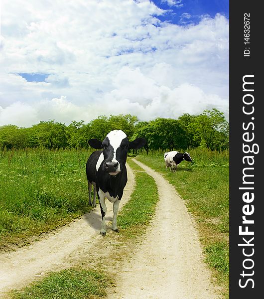 Road In Forest Whith Animals 2. Horizontal