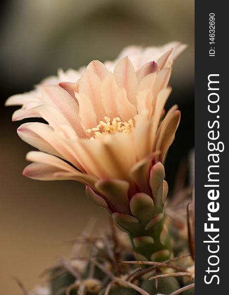The gymnocalycium cactus flower closeup