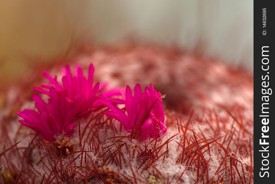The pink cactus flower closeup