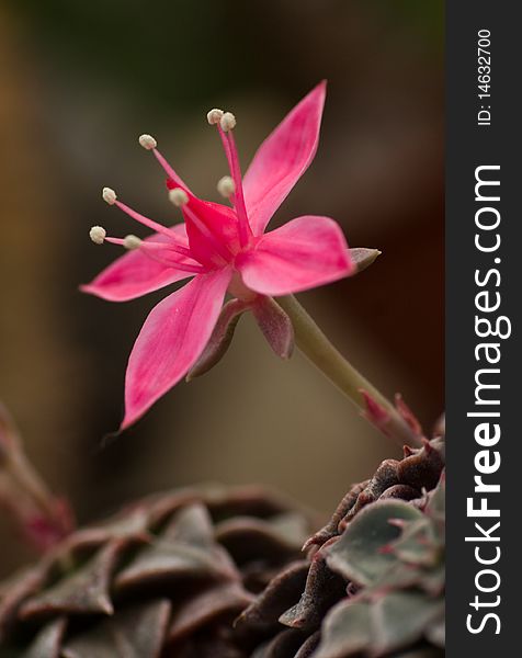 The pink flower. succulent closeup
