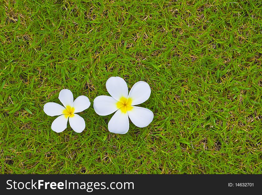 This picture is Thai flower on grass background