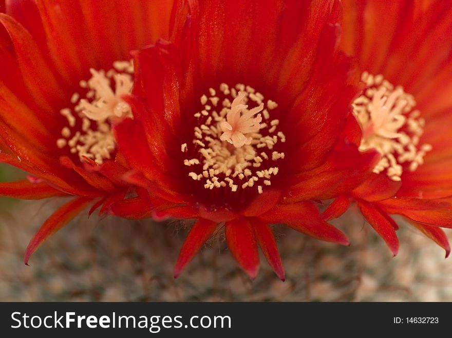 Red Cactus Flowers