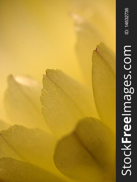 Macro shot of a beautiful blooming cactus