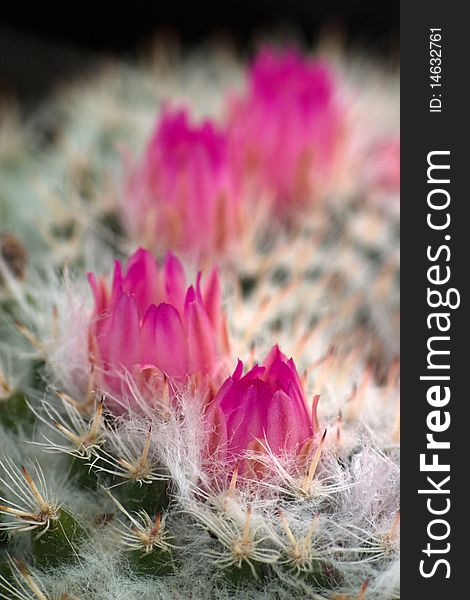 The pink cactus flowers closeup