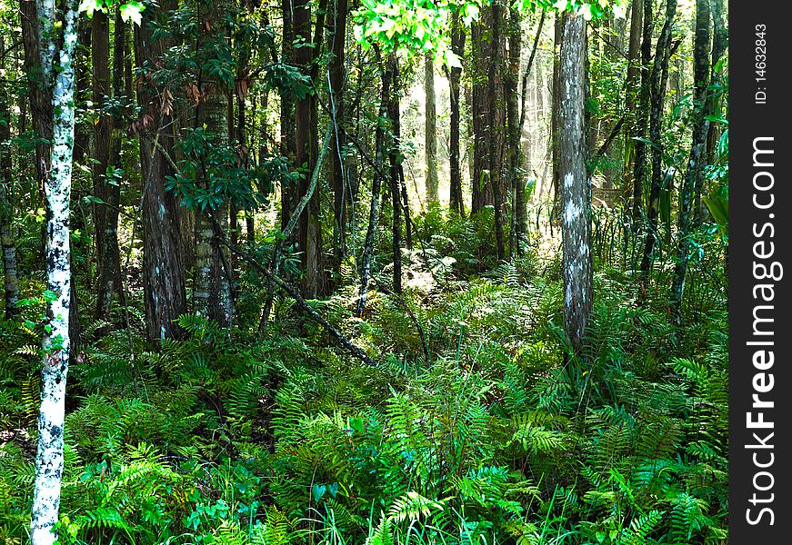 Horizontal HDR image of a forest in Florida. Horizontal HDR image of a forest in Florida