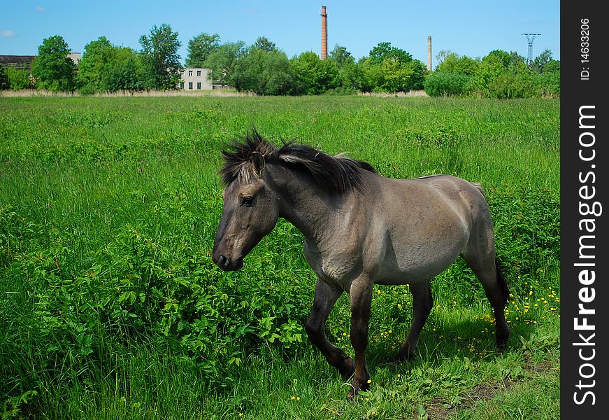 Wild horse in Jelgava, Latvia.