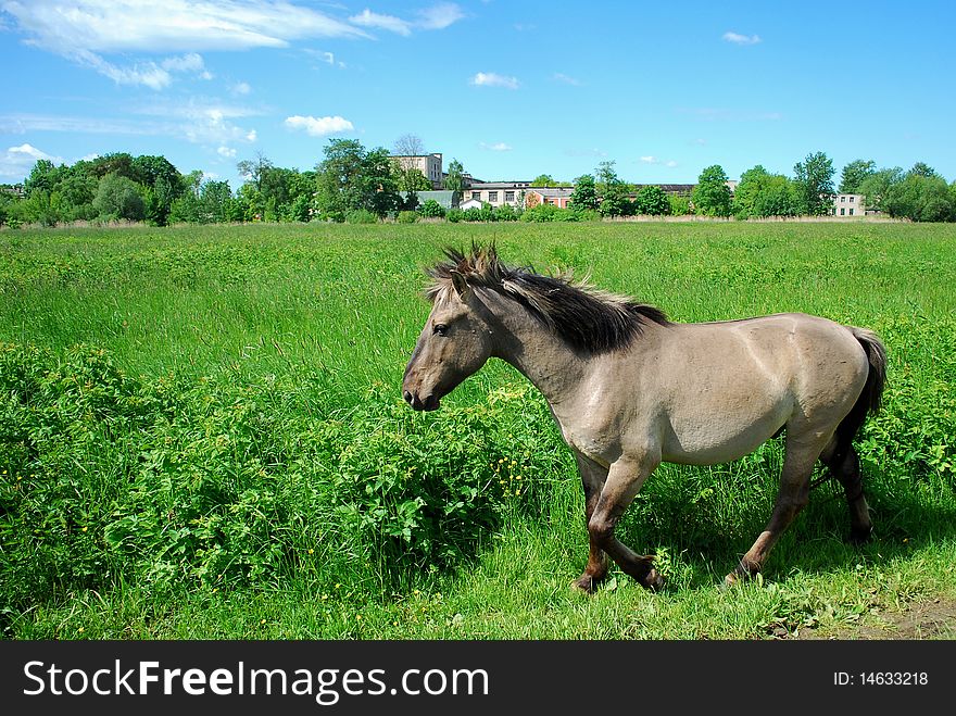 Wild horse in Jelgava, Latvia.