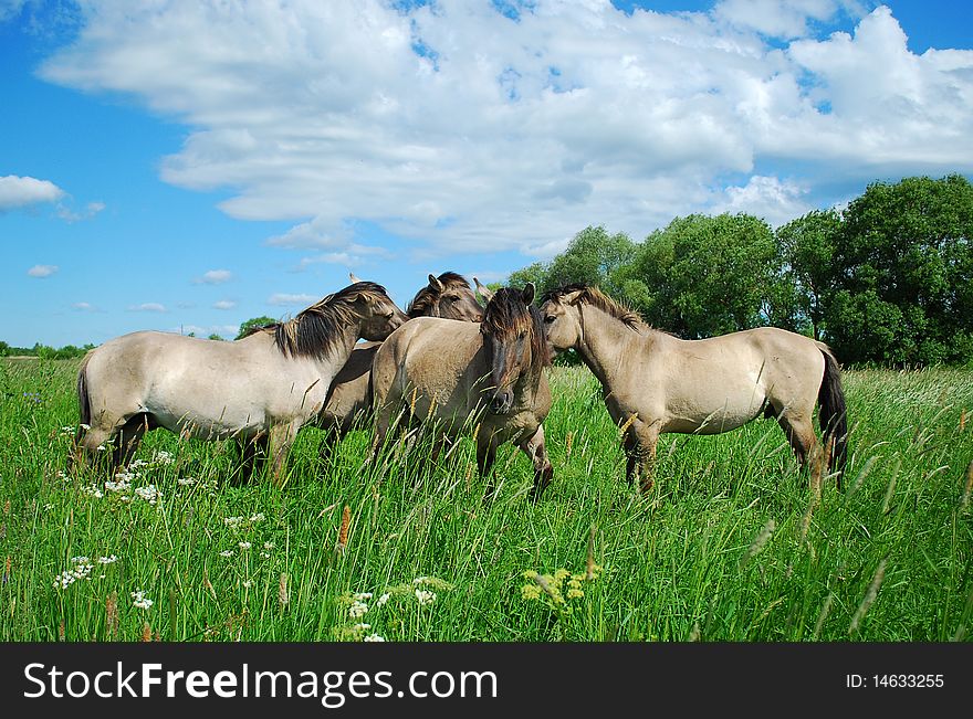 Wild horses in Jelgava, Latvia.