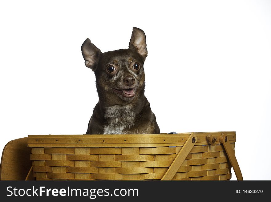 Rat Terrier in a picnic basket looking for food