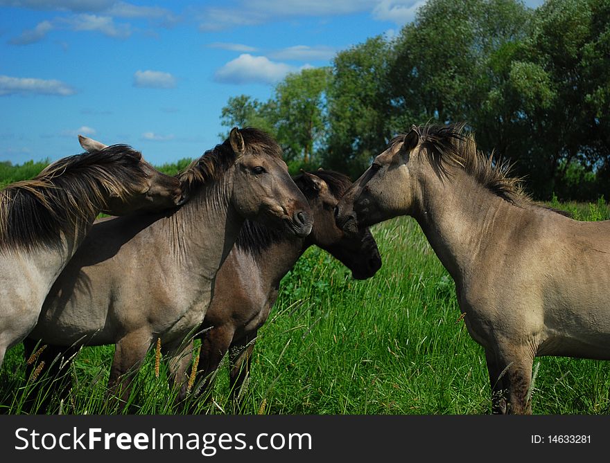Wild horses in Jelgava, Latvia.