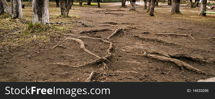 The photo shows the roots of trees