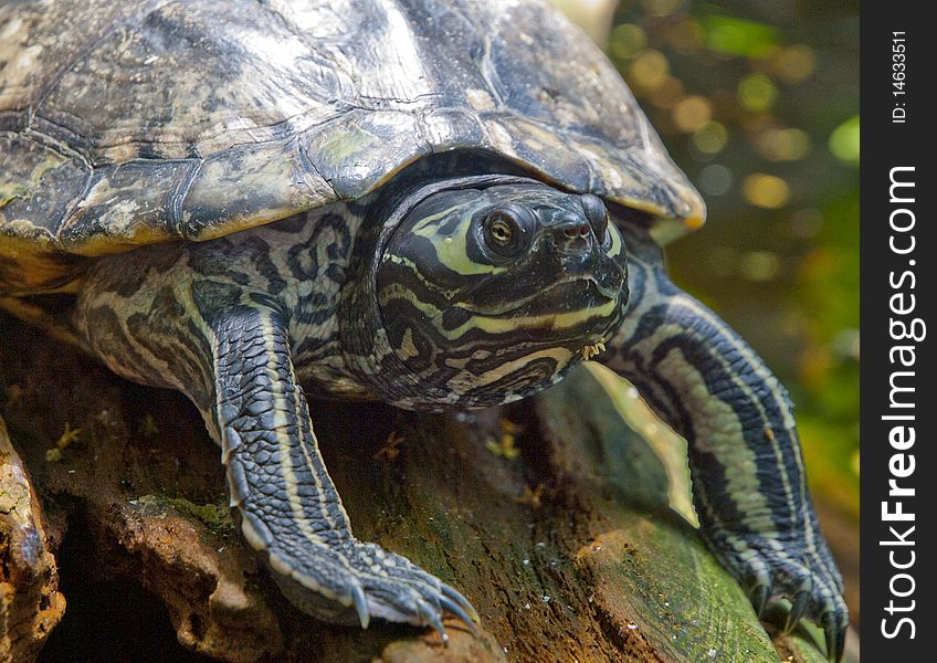 Slider turtle cropped
