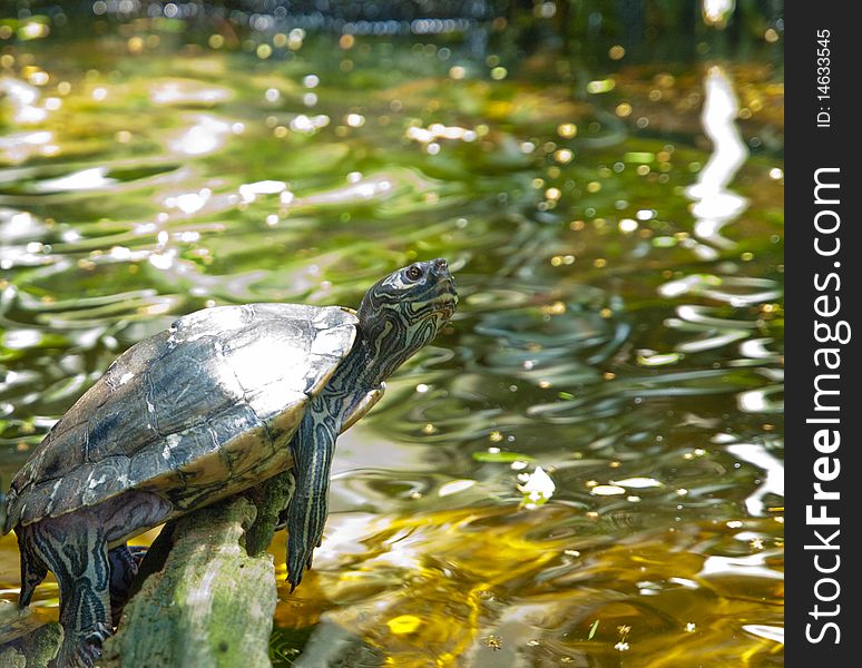 Close up photo image of a slider turtle sunning with copy space.