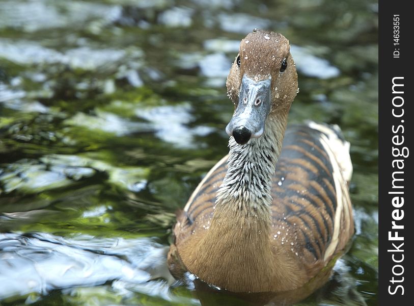 Photo image of a brown duck dripping with water droplets. Photo image of a brown duck dripping with water droplets