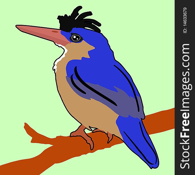 Vector colored illustration of kingfisher