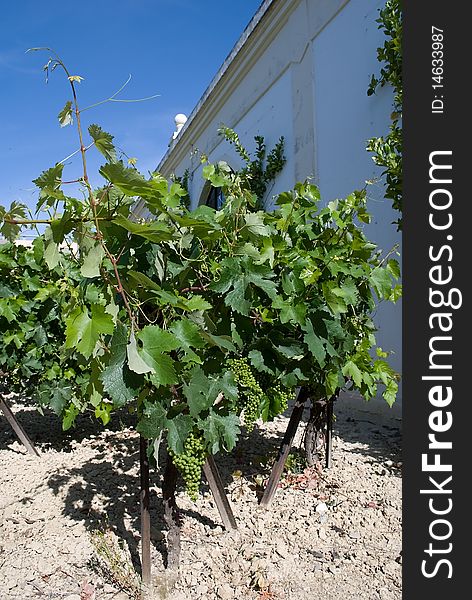 Beautiful photos of young growing vines. Beautiful photos of young growing vines.